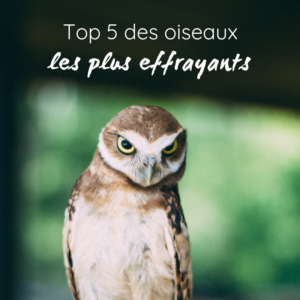 Découvrez des oiseaux vraiment effrayants avec le bird-blog d'une histoire de plumes!