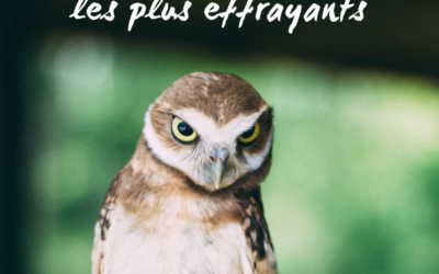 Top 5 des oiseaux les plus effrayants