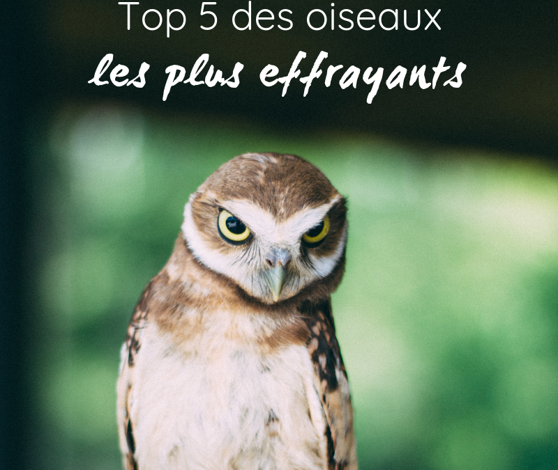 Top 5 des oiseaux les plus effrayants