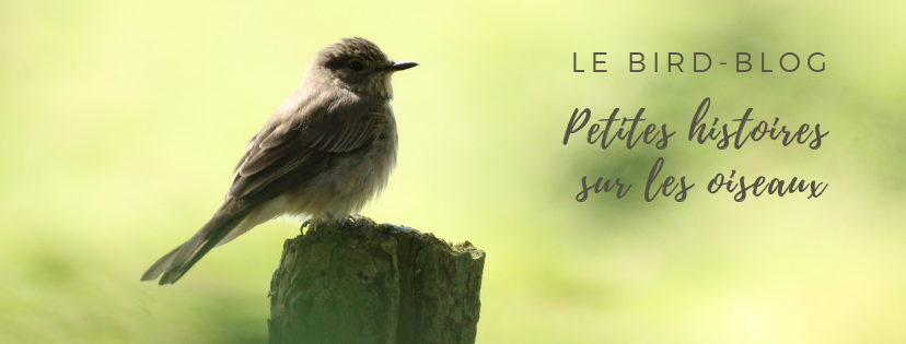 Découvrez le bird-blog, le blog d'ornithologie d'une histoire de plumes