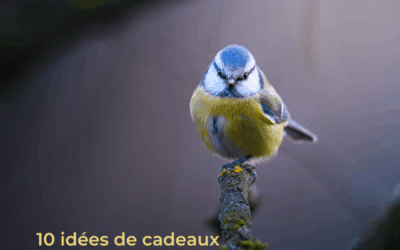 10 idées de cadeaux pour les amoureux des oiseaux !