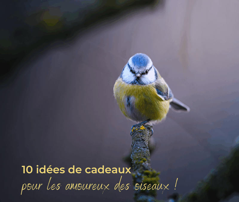 10 idées de cadeaux pour les amoureux des oiseaux !