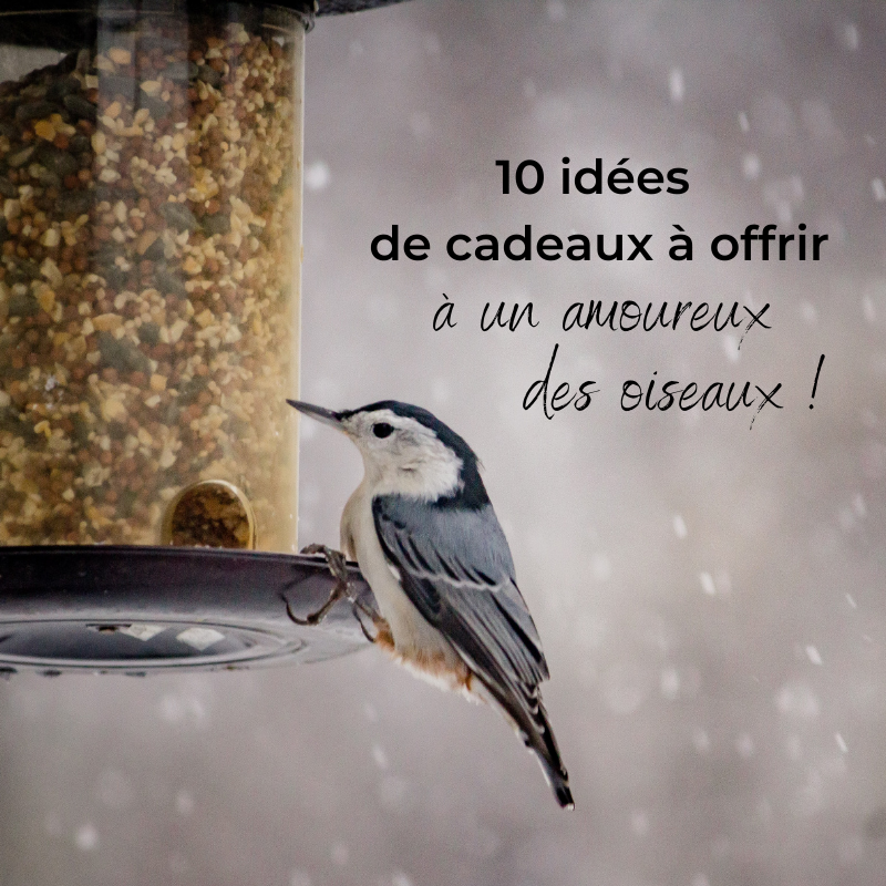 10 idées de cadeaux à offrir à un amoureux des oiseaux, le nouvel article du bird-blog d'une histoire de plumes