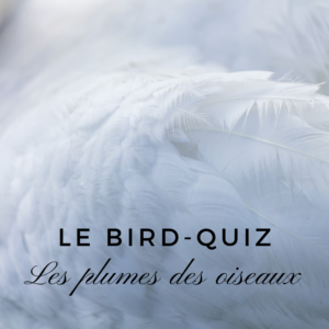 Le bird quiz - les plumes des oiseaux - nouvel article du bird-blog d'une histoire de plumes