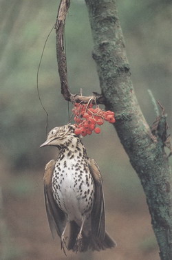 la tenderie aux grives, une des chasses traditionnelles évoquées dans le nouvel article d'une histoire de plumes