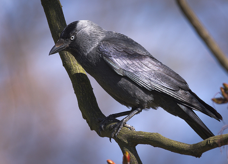 Le choucas des tours, l'un des corvidés du nouvel article du Bird-Blog d'une histoire de plumes