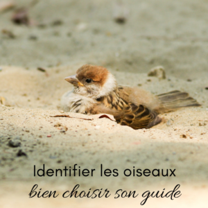 Identifier les oiseaux, bien choisir son guide, le nouvel article du Bird-Blog d'Une histoire de plumes