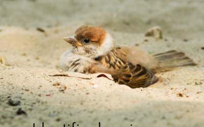 Identifier les oiseaux: bien choisir son guide