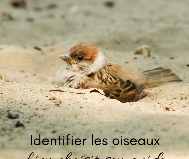 Identifier les oiseaux: bien choisir son guide