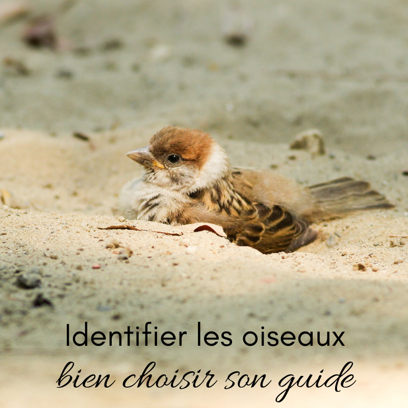 Identifier les oiseaux, bien choisir son guide, le nouvel article du Bird-Blog d'Une histoire de plumes