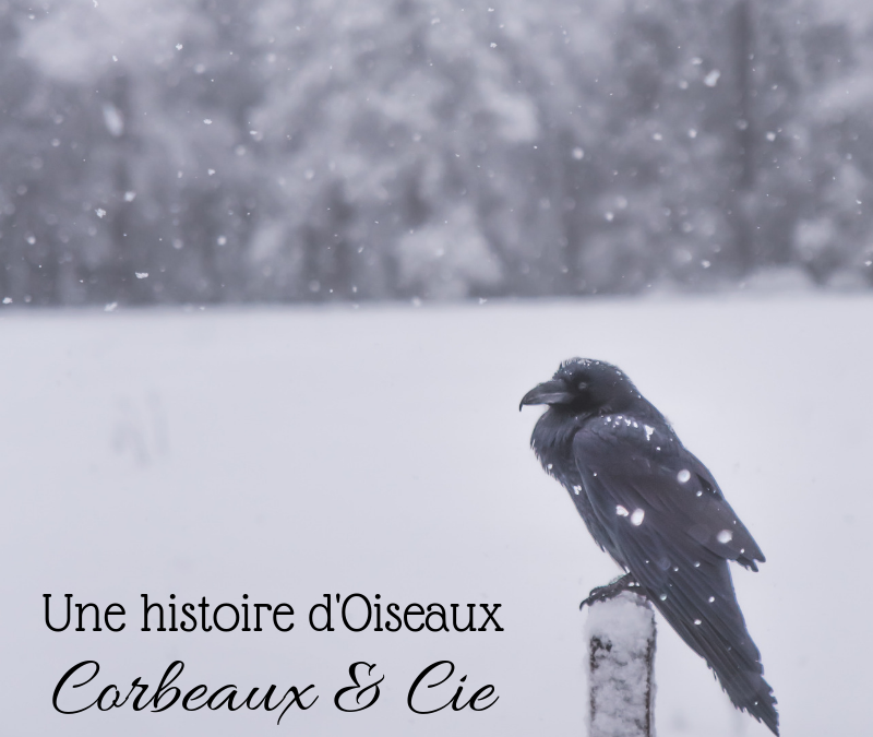 Une histoire d’Oiseaux: Corbeaux & Cie