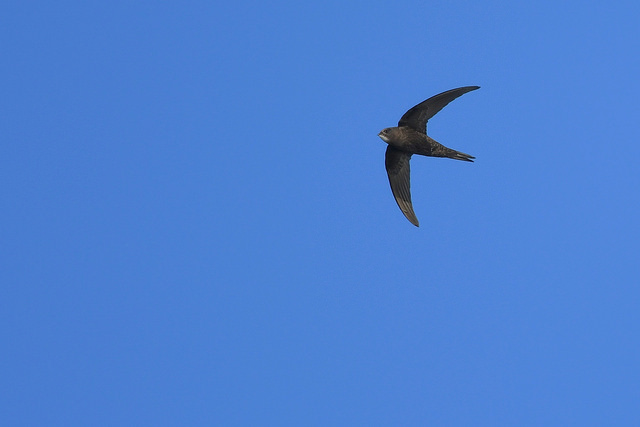 le martinet noir, sujet du dernier article du Bird-Blog d'Une histoire de plumes