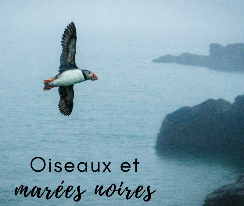 Oiseaux et marées noires