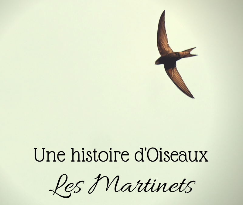 Une histoire d’Oiseaux: les Martinets