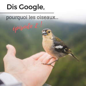 Dis Google, pourquoi les oiseaux...Un nouvel article du Bird-Blog d'Une histoire de plumes