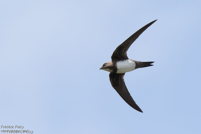 le martinet à ventre blanc, sujet du dernier article du Bird-Blog d'Une histoire de plumes