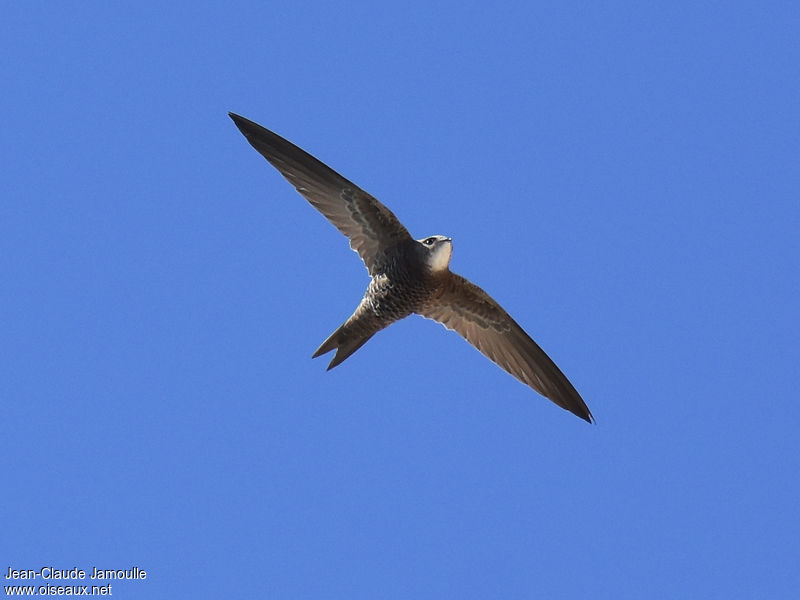 le martinet pâle, sujet du dernier article du Bird-Blog d'Une histoire de plumes