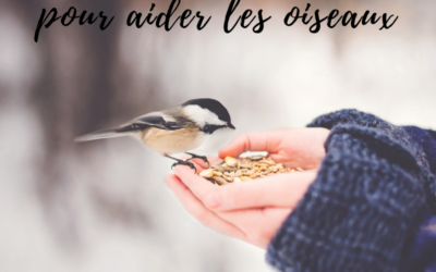 5 actions pour aider les oiseaux