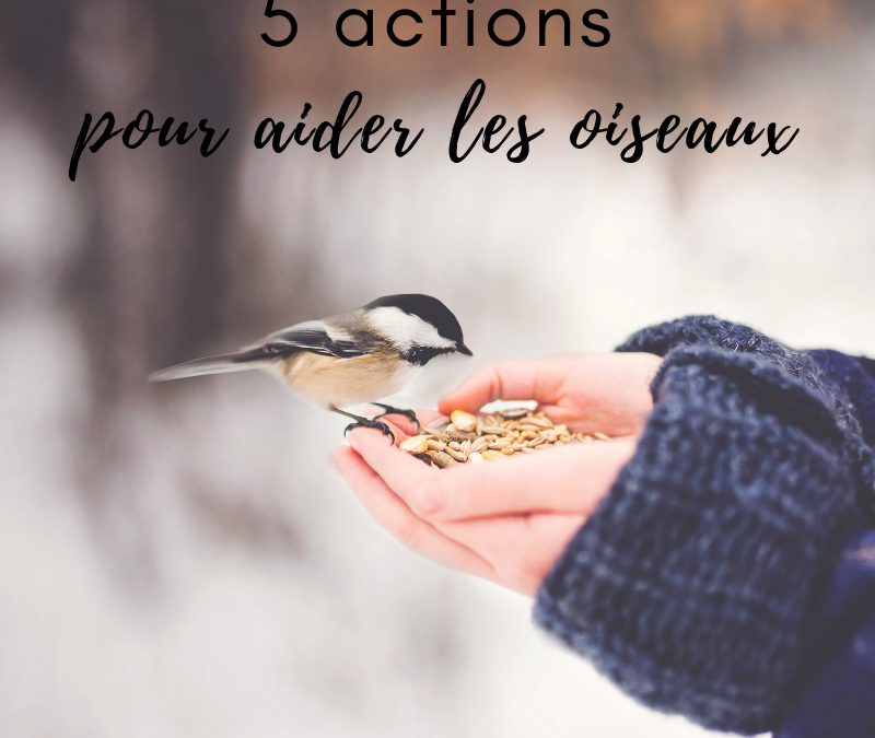 5 actions pour aider les oiseaux