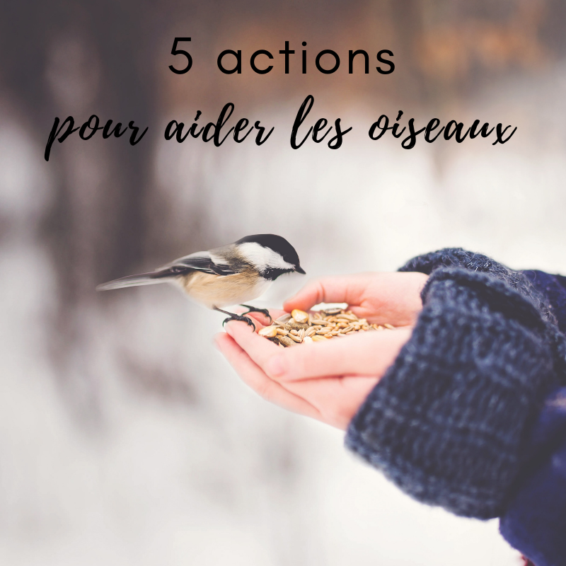 Le Bird-Blog d'une histoire de plumes vous indique 5 actions pour aider les oiseaux