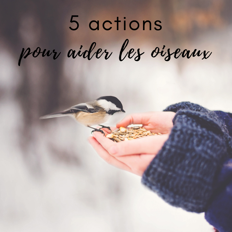 Sauvons les oiseaux ! Les 10 actions pour (ré)agir !