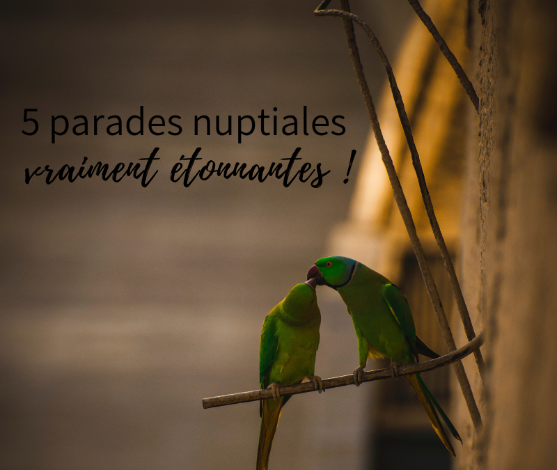 5 parades nuptiales vraiment étonnantes!