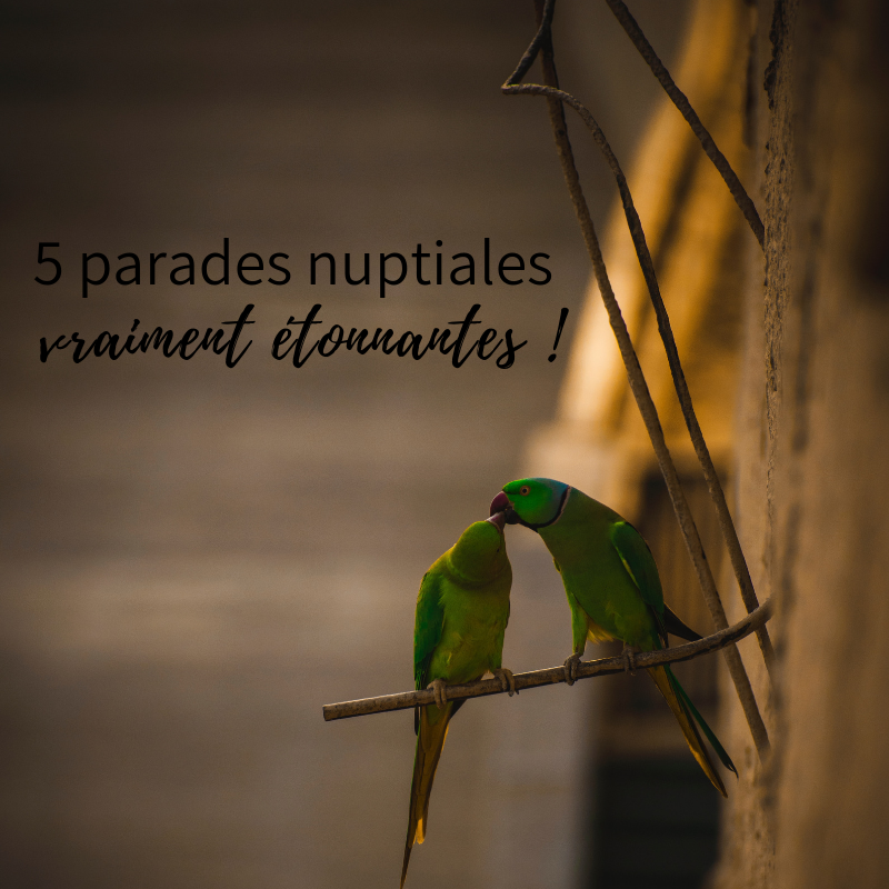 5 parades nuptiales d'oiseaux, le nouvel article du bird-blog d'une histoire de plumes