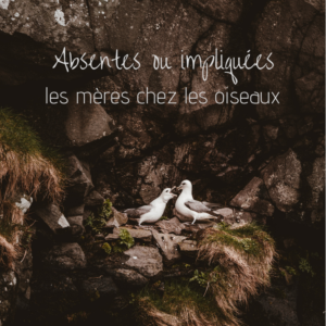 Absentes ou impliquées: découvrez différentes mères chez les oiseaux grâce au nouvel article du Bird-Blog d'une histoire de plumes