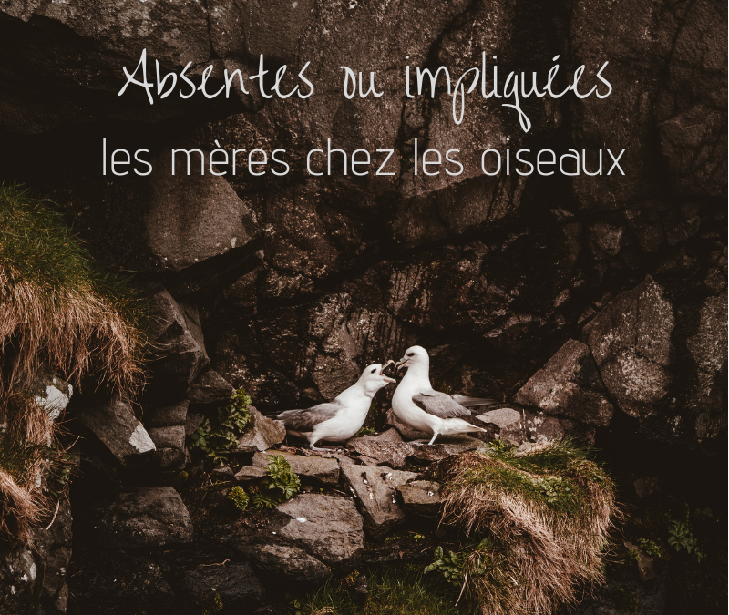 Absentes ou impliquées: les mères chez les oiseaux