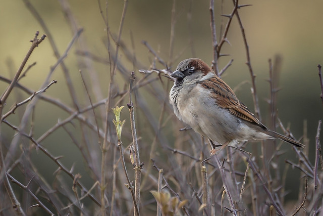 Le Moineau domestique dans Une histoire d'oiseaux les moineaux un nouvel article du Bird-Blog d'une histoire de plumes