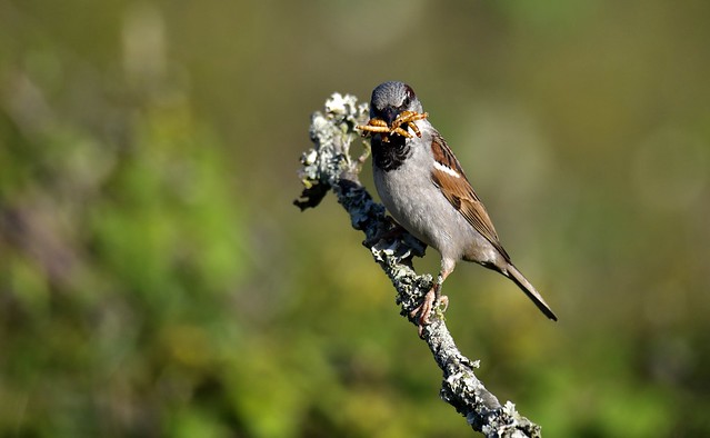 Le Moineau domestique dans Une histoire d'oiseaux les moineaux un nouvel article du Bird-Blog d'une histoire de plumes