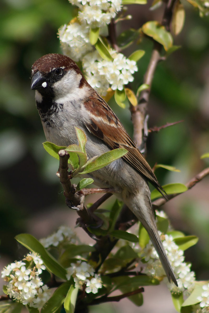 Découvrez Une histoire d'oiseaux_ les moineaux un nouvel article du Bird-Blog d'une histoire de plumes