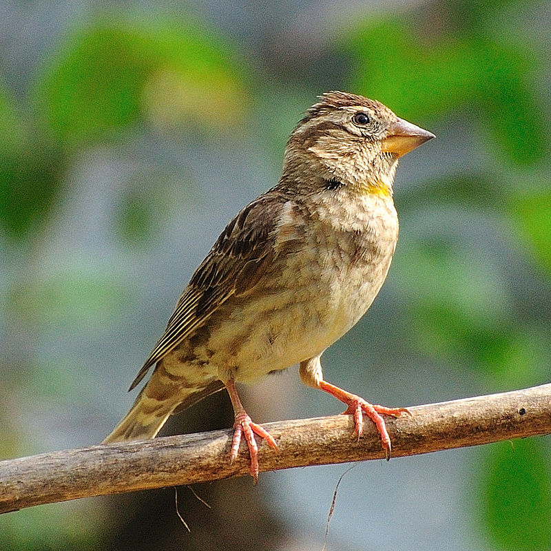 Découvrez Une histoire d'oiseaux_ les moineaux un nouvel article du Bird-Blog d'une histoire de plumes