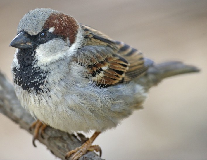 Découvrez Une histoire d'oiseaux_ les moineaux un nouvel article du Bird-Blog d'une histoire de plumes