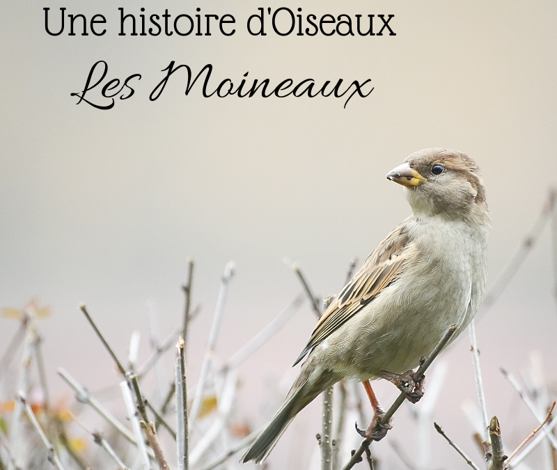 Une histoire d’Oiseaux: les Moineaux