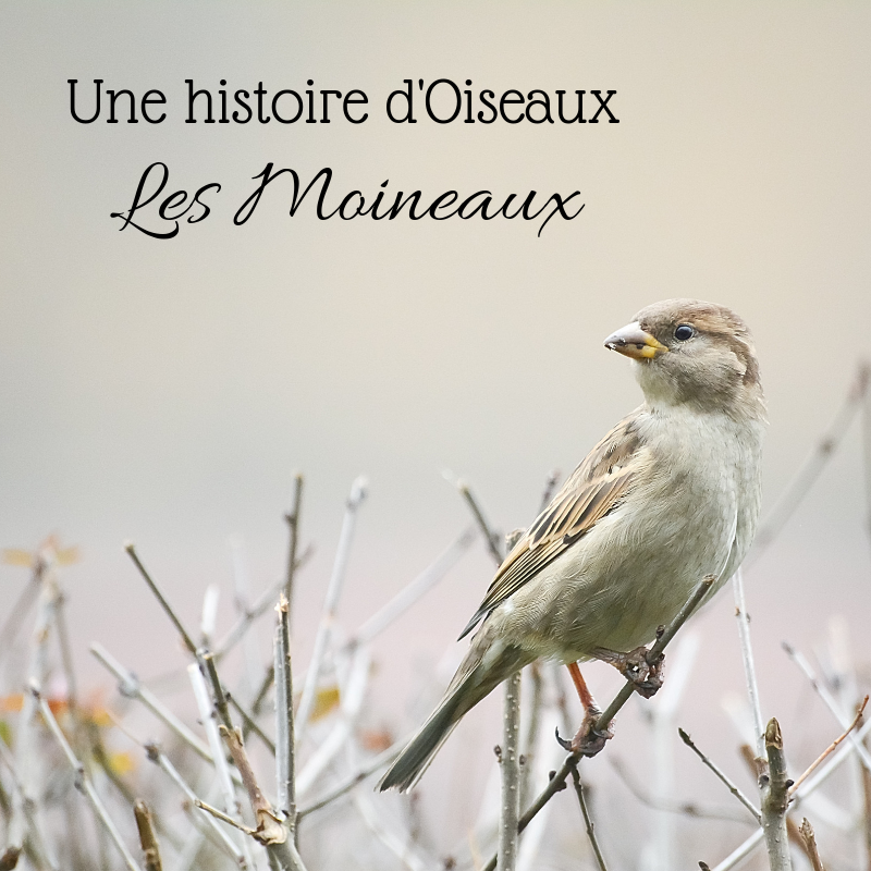 Découvrez Une histoire d'oiseaux_ les moineaux un nouvel article du Bird-Blog d'une histoire de plumes