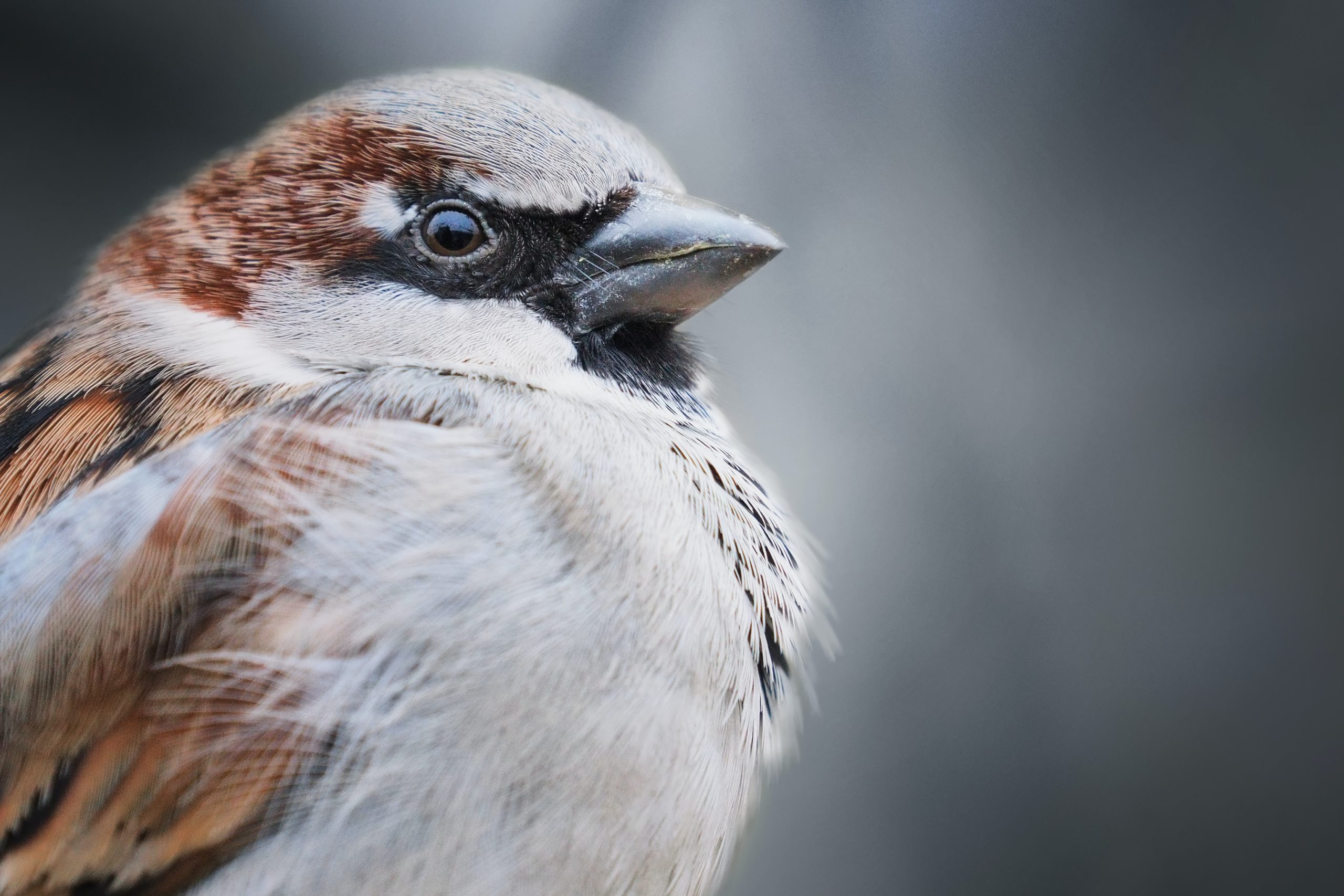 Le Moineau domestique dans Une histoire d'oiseaux les moineaux un nouvel article du Bird-Blog d'une histoire de plumes