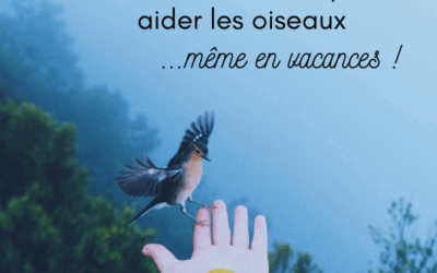 5 idées d’activités pour aider les oiseaux…même en vacances!