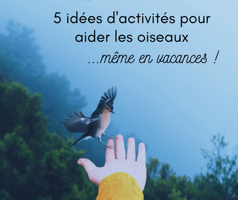 5 idées d’activités pour aider les oiseaux…même en vacances!