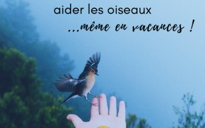 5 idées d’activités pour aider les oiseaux…même en vacances!