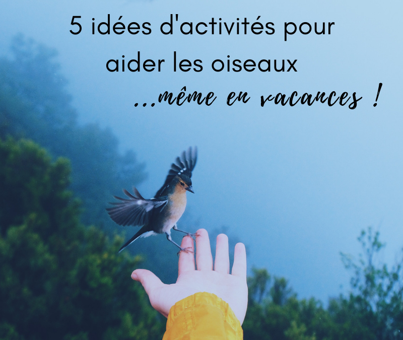 5 idées d’activités pour aider les oiseaux…même en vacances!