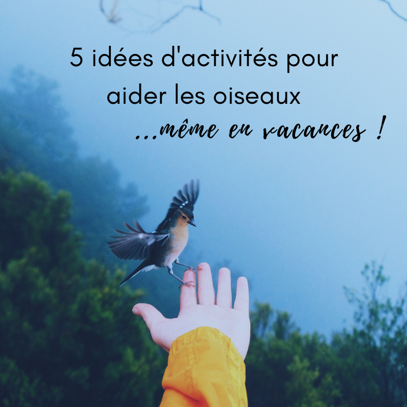 5 idées d'activités pour aider les oiseaux en vacances, le nouvel article du bird-blog d'une histoire de plumes