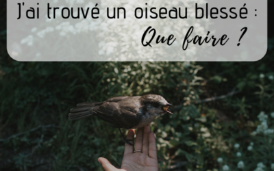 J’ai trouvé un oiseau blessé, que faire ?