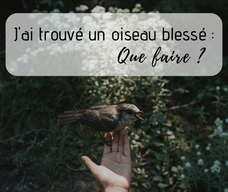 J’ai trouvé un oiseau blessé, que faire ?