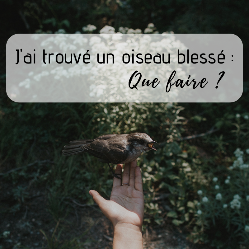 J'ai trouvé un oiseau blessé, que faire? Des conseils pratiques du Bird-Blog d'Une histoire de plumes