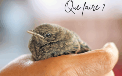 J’ai trouvé un oiseau en détresse, que faire ?