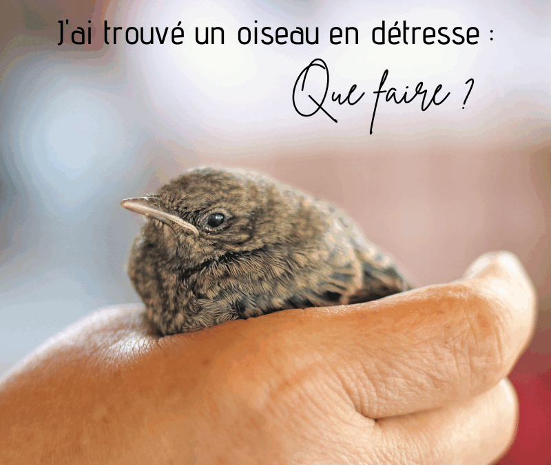 J’ai trouvé un oiseau en détresse, que faire ?