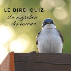 Découvrez la migration des oiseaux dans un nouveau bird-quiz du Bird-Blog d'une histoire de plumes