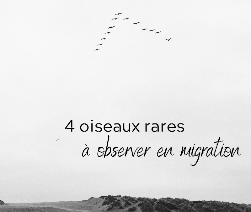 4 oiseaux rares à observer en migration