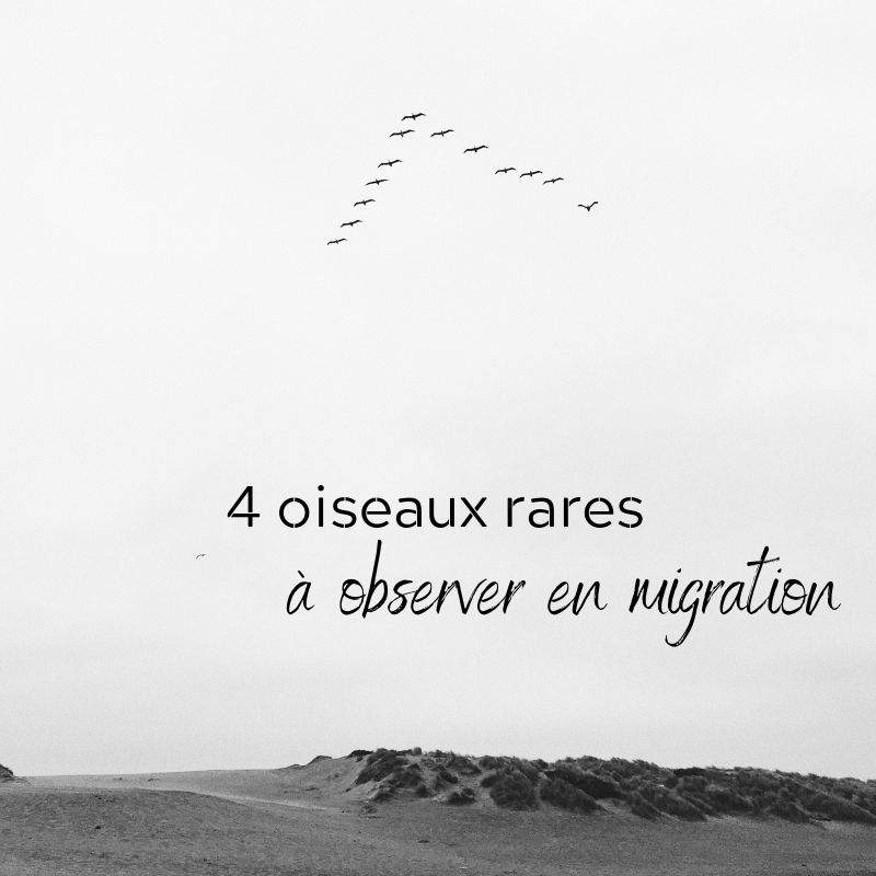 4 oiseaux rares à observer en migration, le nouvel article du Bird-Blog d'Une histoire de plumes